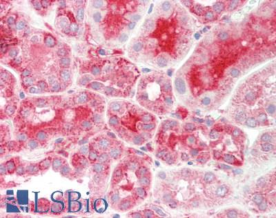 TXN2 / Thioredoxin 2 Antibody - Human Kidney: Formalin-Fixed, Paraffin-Embedded (FFPE).  This image was taken for the unconjugated form of this product. Other forms have not been tested.