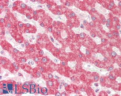 TXN2 / Thioredoxin 2 Antibody - Human Liver: Formalin-Fixed, Paraffin-Embedded (FFPE).  This image was taken for the unconjugated form of this product. Other forms have not been tested.