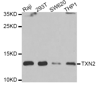 TXN2 / Thioredoxin 2 Antibody - Western blot analysis of extracts of various cell lines.