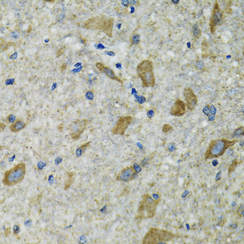 TXN2 / Thioredoxin 2 Antibody - Immunohistochemistry of paraffin-embedded mouse spinal cord tissue.