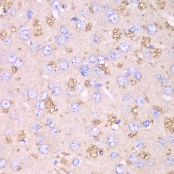 TXN2 / Thioredoxin 2 Antibody - Immunohistochemistry of paraffin-embedded rat brain using TXN2 antibody at dilution of 1:100 (40x lens).