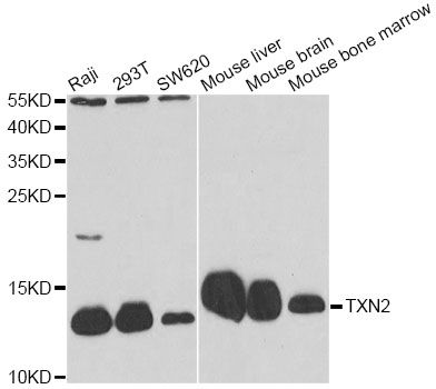 TXN2 / Thioredoxin 2 Antibody - Western blot analysis of extracts of various cell lines, using TXN2 antibody at 1:1000 dilution. The secondary antibody used was an HRP Goat Anti-Rabbit IgG (H+L) at 1:10000 dilution. Lysates were loaded 25ug per lane and 3% nonfat dry milk in TBST was used for blocking. An ECL Kit was used for detection and the exposure time was 30s.