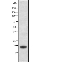 TXN2 / Thioredoxin 2 Antibody - Western blot analysis of TXN2 using HepG2 whole cells lysates