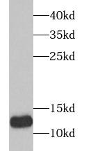 TXN2 / Thioredoxin 2 Antibody - Raji cells were subjected to SDS PAGE followed by western blot with TRX2 antibody at dilution of 1:1000