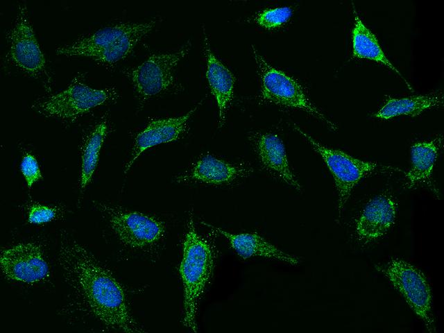 TXN2 / Thioredoxin 2 Antibody - Immunofluorescence staining of TXN2 in HELA cells. Cells were fixed with 4% PFA, permeabilzed with 0.1% Triton X-100 in PBS, blocked with 10% serum, and incubated with rabbit anti-Human TXN2 polyclonal antibody (dilution ratio 1:1000) at 4°C overnight. Then cells were stained with the Alexa Fluor 488-conjugated Goat Anti-rabbit IgG secondary antibody (green) and counterstained with DAPI (blue). Positive staining was localized to Cytoplasm.