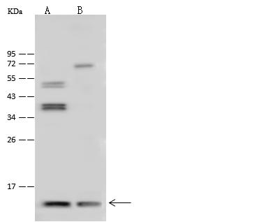 TXN2 / Thioredoxin 2 Antibody - Anti-TXN2 rabbit polyclonal antibody at 1:500 dilution. Lane A: HeLa Whole Cell Lysate. Lane B: 293 Whole Cell Lysate. Lysates/proteins at 30 ug per lane. Secondary: Goat Anti-Rabbit IgG (H+L)/HRP at 1/10000 dilution. Developed using the ECL technique. Performed under reducing conditions. Predicted band size: 18 kDa.