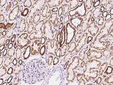 TXN2 / Thioredoxin 2 Antibody - Immunochemical staining of human TXN2 in human kidney with rabbit polyclonal antibody at 1:1000 dilution, formalin-fixed paraffin embedded sections.