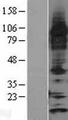 TXN2 / Thioredoxin 2 Protein - Western validation with an anti-DDK antibody * L: Control HEK293 lysate R: Over-expression lysate