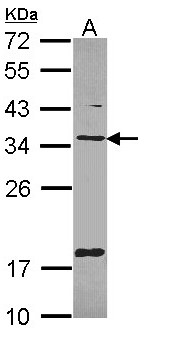 TXNDC1 / TMX1 Antibody - Sample (30 ug of whole cell lysate). A: Hep G2 . 12% SDS PAGE. TXNDC1 / TMX1 antibody diluted at 1:1000.