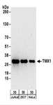 TXNDC1 / TMX1 Antibody - Detection of Human TMX1 by Western Blot. Samples: Whole cell lysate (50 ug) from Jurkat, 293T, and HeLa cells. Antibodies: Affinity purified rabbit anti-TMX1 antibody used for WB at 0.1 ug/ml. Detection: Chemiluminescence with an exposure time of 3 minutes.