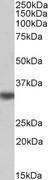 TXNDC1 / TMX1 Antibody - Biotinylated Goat Anti-TXNDC1 / TMX Antibody (0.01µg/ml) staining of Human Liver lysate (35µg protein in RIPA buffer), exactly mirroring its parental non-biotinylated product. Primary incubation was 1 hour. Detected by chemiluminescencence, using streptavidin-HRP and using NAP blocker as a substitute for skimmed milk.