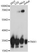 TXNDC1 / TMX1 Antibody - Western blot analysis of extracts of various cell lines, using TMX1 antibody at 1:1000 dilution. The secondary antibody used was an HRP Goat Anti-Rabbit IgG (H+L) at 1:10000 dilution. Lysates were loaded 25ug per lane and 3% nonfat dry milk in TBST was used for blocking. An ECL Kit was used for detection and the exposure time was 60s.