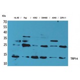 TXNDC17 Antibody - Western blot of TRP14 antibody