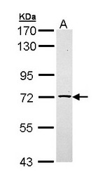 TXNDC3 Antibody - Sample (30 ug of whole cell lysate). A: Raji. 7.5% SDS PAGE. TXNDC3 antibody diluted at 1:1000.