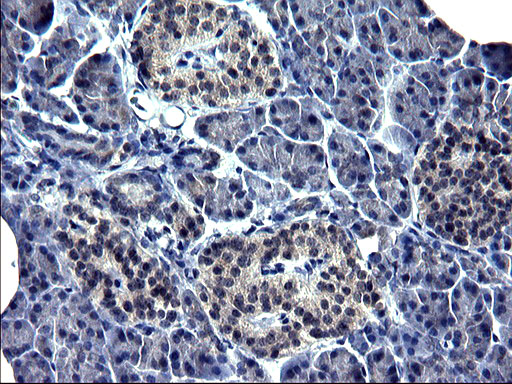 TXNDC5 / ERP46 Antibody - IHC of paraffin-embedded Human pancreas tissue using anti-TXNDC5 mouse monoclonal antibody. (Heat-induced epitope retrieval by 1 mM EDTA in 10mM Tris, pH8.5, 120°C for 3min).