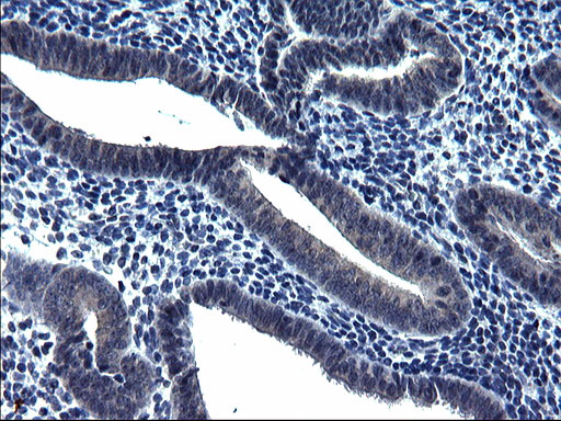 TXNDC5 / ERP46 Antibody - IHC of paraffin-embedded Human endometrium tissue using anti-TXNDC5 mouse monoclonal antibody. (Heat-induced epitope retrieval by 1 mM EDTA in 10mM Tris, pH8.5, 120°C for 3min).