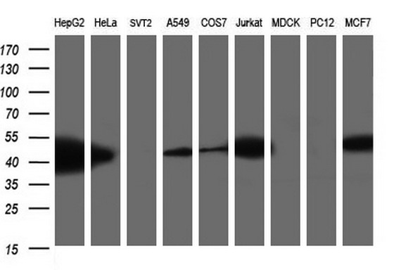 TXNDC5 / ERP46 Antibody - Western blot of extracts (35ug) from 9 different cell lines by using anti-TXNDC5 monoclonal antibody (HepG2: human; HeLa: human; SVT2: mouse; A549: human; COS7: monkey; Jurkat: human; MDCK: canine; PC12: rat; MCF7: human).