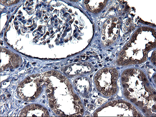 TXNDC5 / ERP46 Antibody - IHC of paraffin-embedded Human Kidney tissue using anti-TXNDC5 mouse monoclonal antibody. (Heat-induced epitope retrieval by 1 mM EDTA in 10mM Tris, pH8.5, 120°C for 3min).