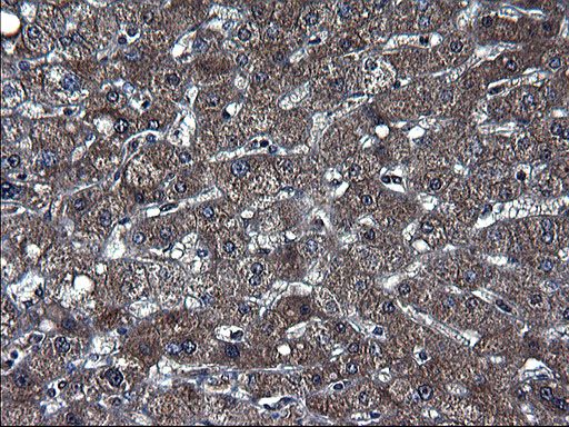 TXNDC5 / ERP46 Antibody - IHC of paraffin-embedded Human liver tissue using anti-TXNDC5 mouse monoclonal antibody. (Heat-induced epitope retrieval by 1 mM EDTA in 10mM Tris, pH8.5, 120°C for 3min).