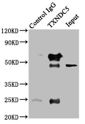 TXNDC5 / ERP46 Antibody - Immunoprecipitating TXNDC5 in HepG2 whole cell lysate Lane 1: Rabbit control IgG instead of TXNDC5 Antibody in HepG2 whole cell lysate.For western blotting, a HRP-conjugated Protein G antibody was used as the secondary antibody (1/2000) Lane 2: TXNDC5 Antibody (8µg) + HepG2 whole cell lysate (500µg) Lane 3: HepG2 whole cell lysate (10µg)