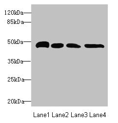 TXNDC5 / ERP46 Antibody - Western blot All Lanes: TXNDC5 antibody at 5.75ug/ml Lane 1: HepG-2 whole cell lysate Lane 2: Colo320 whole cell lysate Lane 3: Mouse brain tissue Lane 4: Mouse stomach tissue Secondary Goat polyclonal to Rabbit IgG at 1/10000 dilution Predicted band size: 48,37 kDa Observed band size: 48 kDa