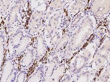TXNDC5 / ERP46 Antibody - Immunochemical staining of human TXNDC5 in human stomach with rabbit polyclonal antibody at 1:5000 dilution, formalin-fixed paraffin embedded sections.