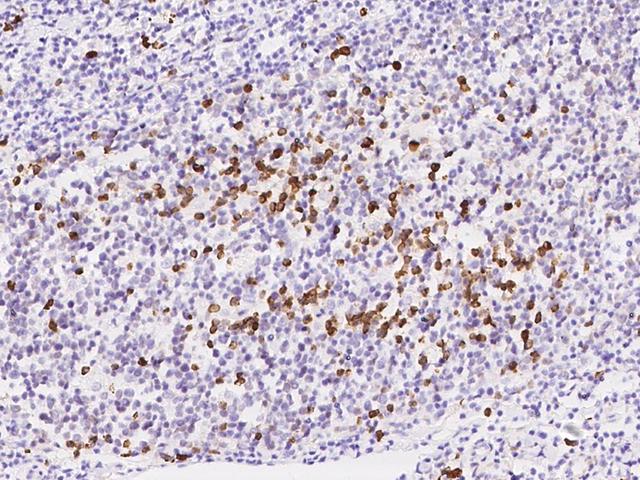 TXNDC5 / ERP46 Antibody - Immunochemical staining of human TXNDC5 in human tonsil with rabbit polyclonal antibody at 1:5000 dilution, formalin-fixed paraffin embedded sections.