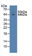 TXNIP Antibody - Western Blot; Sample: Mouse Intestine Tissue.