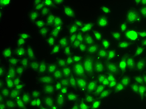 TXNL4B Antibody - Immunofluorescence analysis of A549 cells.