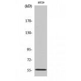 TXNRD2 Antibody - Western blot of TrxR2 antibody