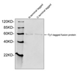 Ty1 Tag Antibody - Western blot of Ty1 tagged fusion proteins expressed in E. coli cell lysate using Ty1-tag Antibody (1 ug/ml). The signal was developed with IRDye 800 Conjugated Goat Anti-Rabbit IgG.