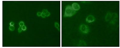 TYRO3 Antibody - TYRO3 Antibody in Immunofluorescence (IF)