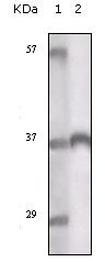 TYRO3 Antibody - TYRO3 Antibody in Western Blot (WB)