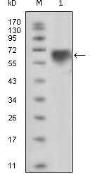 TYRO3 Antibody - Western blot using TYRO3 mouse monoclonal antibody against extracellular domain of human TYRO3 (aa41-429).