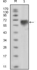TYRO3 Antibody - TYRO3 Antibody in Western Blot (WB)