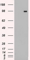 TYRO3 Antibody - HEK293T cells were transfected with the pCMV6-ENTRY control (Left lane) or pCMV6-ENTRY TYRO3 (Right lane) cDNA for 48 hrs and lysed. Equivalent amounts of cell lysates (5 ug per lane) were separated by SDS-PAGE and immunoblotted with anti-TYRO3.