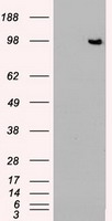 TYRO3 Antibody - HEK293T cells were transfected with the pCMV6-ENTRY control (Left lane) or pCMV6-ENTRY TYRO3 (Right lane) cDNA for 48 hrs and lysed. Equivalent amounts of cell lysates (5 ug per lane) were separated by SDS-PAGE and immunoblotted with anti-TYRO3.