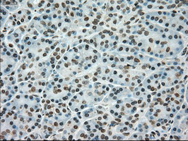 TYRO3 Antibody - IHC of paraffin-embedded pancreas tissue using anti-TYRO3 mouse monoclonal antibody. (Dilution 1:50).
