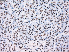 TYRO3 Antibody - IHC of paraffin-embedded pancreas tissue using anti-TYRO3 mouse monoclonal antibody. (Dilution 1:50).