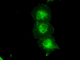 TYRO3 Antibody - Anti-TYRO3 mouse monoclonal antibody  immunofluorescent staining of COS7 cells transiently transfected by pCMV6-ENTRY TYRO3.