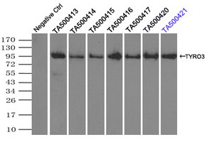 TYRO3 Antibody - Immunoprecipitation(IP) of TYRO3 by using monoclonal anti-TYRO3 antibodies (Negative control: IP without adding anti-TYRO3 antibody.). For each experiment, 500ul of DDK tagged TYRO3 overexpression lysates (at 1:5 dilution with HEK293T lysate), 2 ug of anti-TYRO3 antibody and 20ul (0.1 mg) of goat anti-mouse conjugated magnetic beads were mixed and incubated overnight. After extensive wash to remove any non-specific binding, the immuno-precipitated products were analyzed with rabbit anti-DDK polyclonal antibody.