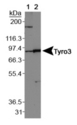 TYRO3 Antibody - TYRO3 Antibody - Lane 1: Western blot on normal human brain, Lane 2: Western blot on normal mouse brain.  This image was taken for the unconjugated form of this product. Other forms have not been tested.