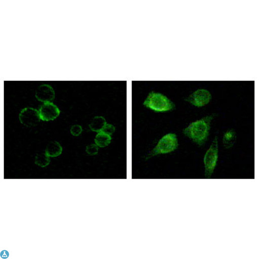 TYRO3 Antibody - Immunofluorescence (IF) staining of methanol-fixed MCF-7 and HepG2 cells showing membrane and cytoplasmic localization using Tyro3 Monoclonal Antibody.