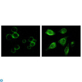 TYRO3 Antibody - Immunofluorescence (IF) staining of methanol-fixed MCF-7 and HepG2 cells showing membrane and cytoplasmic localization using Tyro3 Monoclonal Antibody.