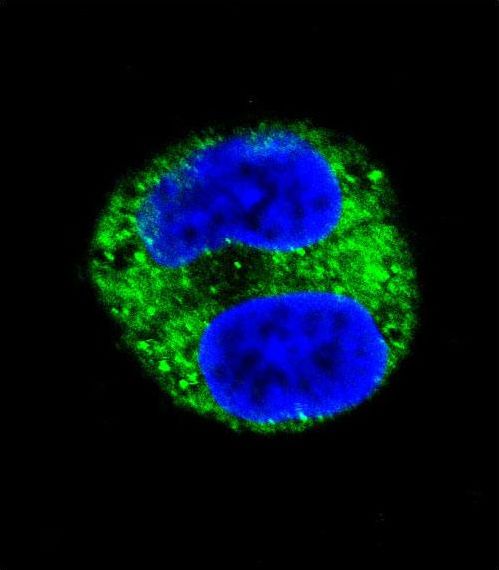 Tyrosinase Antibody - Confocal immunofluorescence of TYR Antibody with HepG2 cell followed by Alexa Fluor 488-conjugated goat anti-rabbit lgG (green). DAPI was used to stain the cell nuclear (blue).