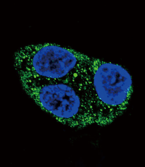 Tyrosinase Antibody - Confocal immunofluorescence of Tyrosinase Antibody with HepG2 cell followed by Alexa Fluor 488-conjugated goat anti-rabbit lgG (green). DAPI was used to stain the cell nuclear (blue).