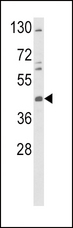 Tyrosine Aminotransferase Antibody - Western blot of TAT Antibody in K562 cell line lysates (35 ug/lane). TAT (arrow) was detected using the purified antibody.