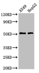 Tyrosine Aminotransferase Antibody - Positive Western Blot detected in A549 whole cell lysate, HepG2 whole cell lysate. All lanes: TAT antibody at 3 µg/ml Secondary Goat polyclonal to rabbit IgG at 1/50000 dilution. Predicted band size: 51 KDa. Observed band size: 51 KDa