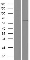 TYSND1 Protein - Western validation with an anti-DDK antibody * L: Control HEK293 lysate R: Over-expression lysate