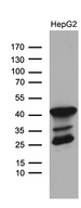 TYW2 / TRMT12 Antibody - Western blot analysis of extracts. (35ug) from HepG2 cell lines by using anti-TRMT12 monoclonal antibody. (1:500)